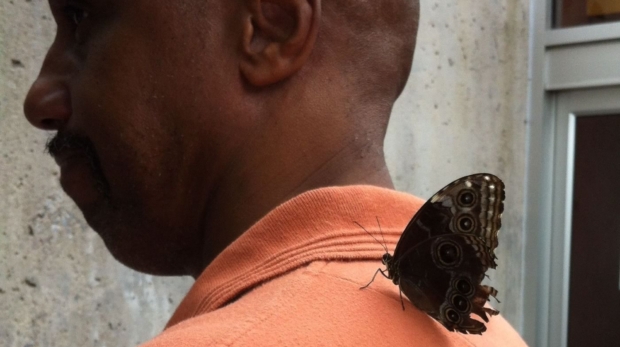 Butterfly on My Shoulder - A Planted Thought